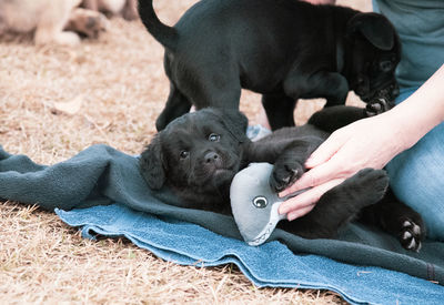 Portrait of black dog