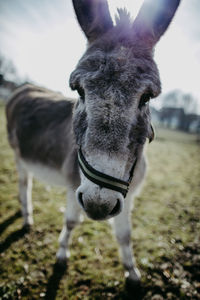 Close-up portrait of a horse on field