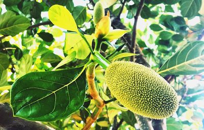 Close-up of fruit on tree