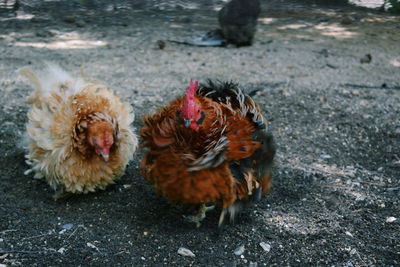 High angle view of rooster