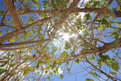 Low angle view of tree against bright sun
