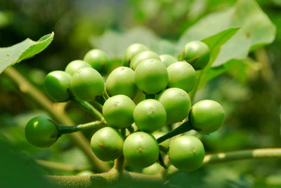 Close-up of fruits growing on tree