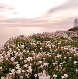 Flowering plants by sea against sky