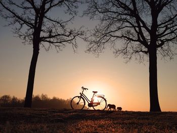 Bare trees on field at sunset