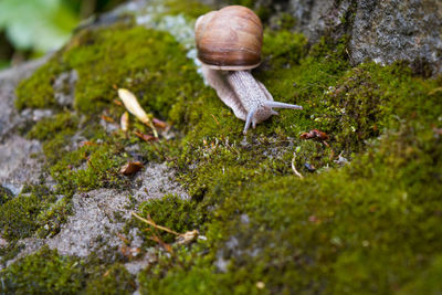 Close-up of snail on moss