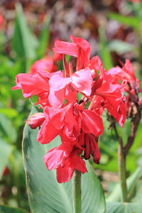 Close-up of red flowers blooming outdoors