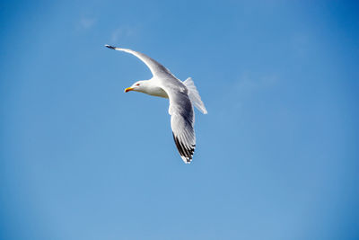 Low angle view of seagull flying in sky