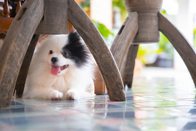Portrait of dog with reflection in water