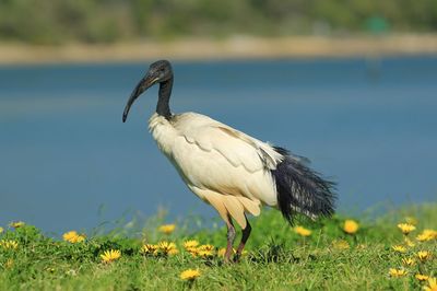 The african sacred ibis - threskiornis aethiopicus is a species of ibis 