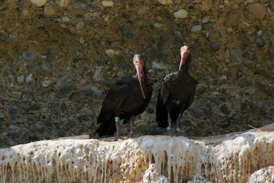 Birds perching on rock