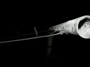 Close-up of lizard against black background