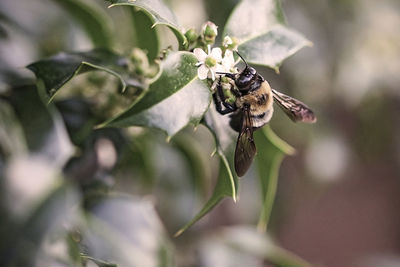 Close-up of bee pollinating flower