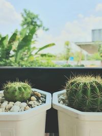 Close-up of succulent plants in yard