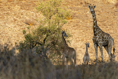 Three giraffes stand in a canyon at sunset in the vegetation