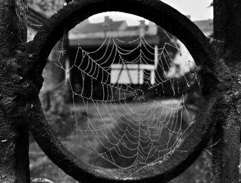 Close-up of spider web