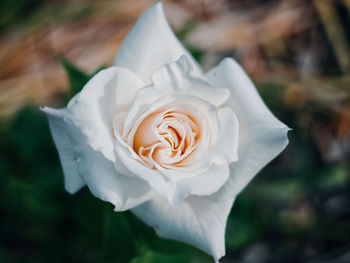 Close-up of white rose