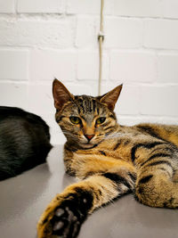 Close-up of cat lying on table