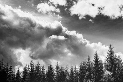 Black and white photograph of dramatic sky with fir trees in the foreground, in sweden