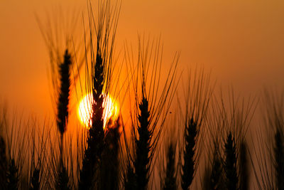 Close-up of wheat growing on field at sunset