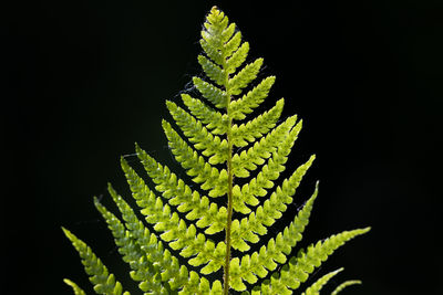 Close-up of fern leaves against black background