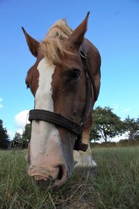 Horse on field against sky