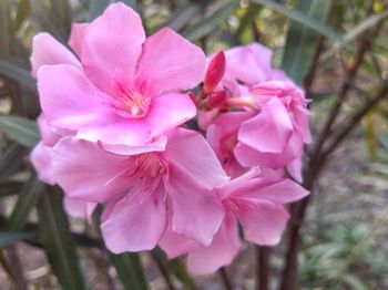 Close-up of pink flowers blooming outdoors