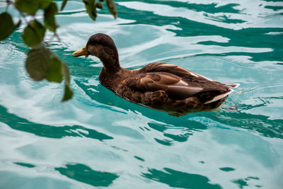 Duck swimming on lake