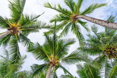 Low angle view of coconut palm tree against sky