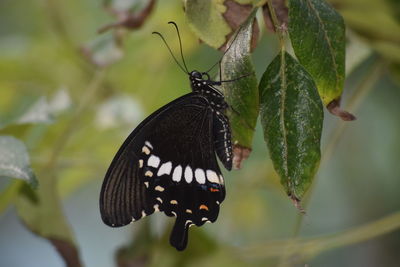 Close-up of butterfly on leaf