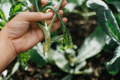 Close-up of hand holding plant