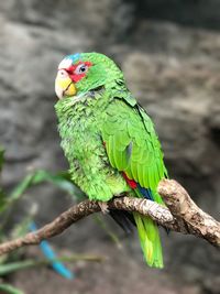 Close-up of parrot perching on branch