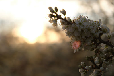 Close-up of cherry blossoms in spring