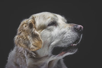 Close-up of dog against black background