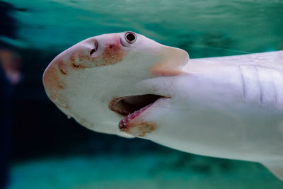 Close-up of fish swimming in sea