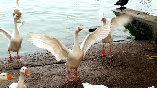 Birds in water