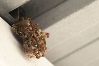 High angle view of crab on metal