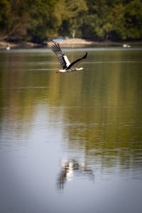 Bird flying over lake