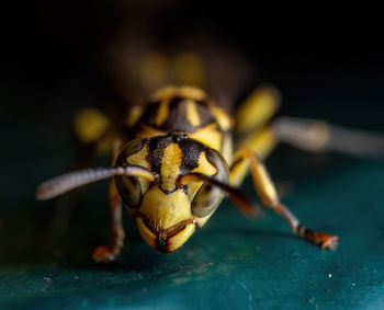 Close-up of bee