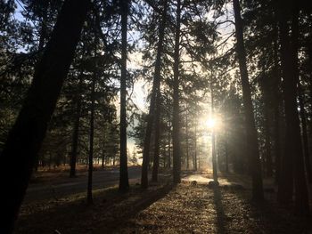 Sun shining through trees in forest