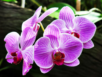 Close-up of pink flowering plant