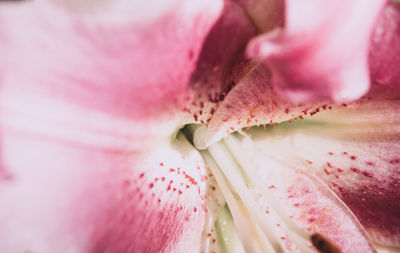 Close-up of pink flower