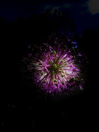 Close-up of purple flower against sky at night