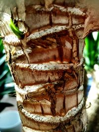 Close-up of lizard on tree trunk