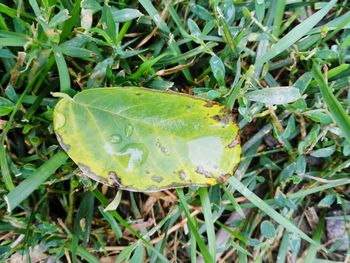 High angle view of insect on plant