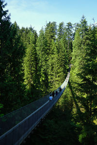 View of footbridge in forest