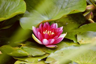 Close-up of lotus water lily in lake