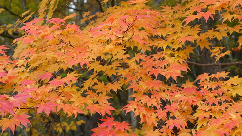 Close-up of orange maple leaves on plant