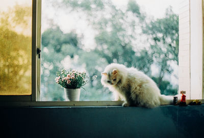 Cat in vase by window