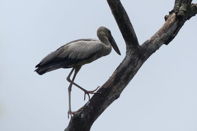 Low angle view of heron perching against clear sky