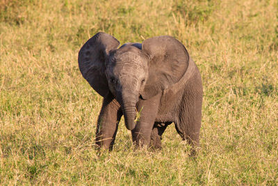 Elephants on field